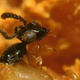 Illustration for article titled Chivalry is not dead...among fig wasps